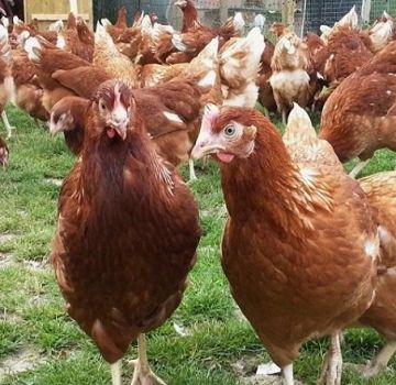 Characteristics and description of Loman Brown chickens, productivity and maintenance