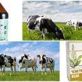 Gebrauchsanweisung und Dosierung der Nieswurz-Tinktur für Rinder, Analoga