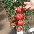 Descripción de la variedad de tomate Moulin Rouge, sus características y cultivo.