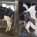 În câte zile o vacă are în mod normal o descărcare sângeroasă după fătare și anomalii