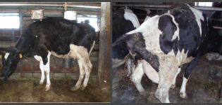 Hány nap alatt a tehén normálisan ürül vérrel ellés és rendellenességek után