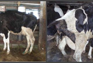 Berapa hari seekor lembu mengalami pembuangan normal dengan darah setelah melahirkan dan anomali