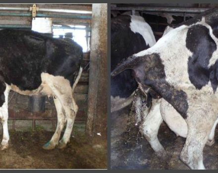 Koľko dní má krava normálne krvavý výtok po otelení a anomáliách
