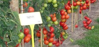 Beskrivning av den produktiva tomatsorten Testi f1 och dess odling