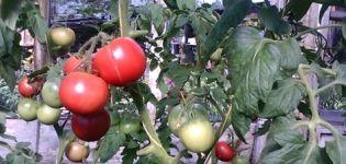 Characteristics and description of the tomato variety Puzatiki