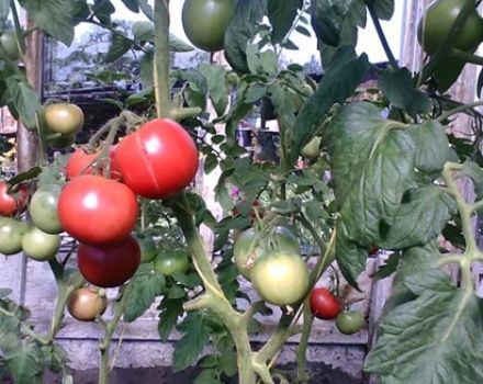 Charakterystyka i opis odmiany pomidora Puzatiki