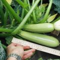 Descrizione della varietà di zucchine Gribovsky, caratteristiche di coltivazione e resa