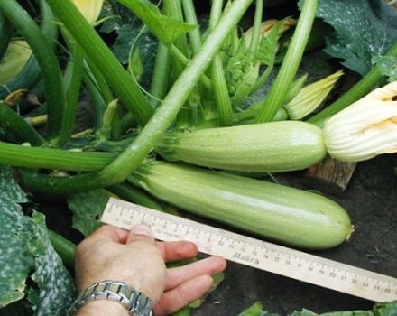 Beschreibung der Zucchinisorte Gribovsky, Anbaueigenschaften und Ertrag