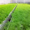 Cách trồng và chăm sóc rau mùi tây trong nhà kính, trồng bao nhiêu và năng suất ra sao
