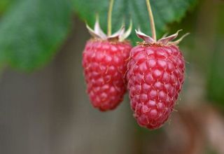 Description of raspberry variety Gigantic (Pride of Russia), planting and care