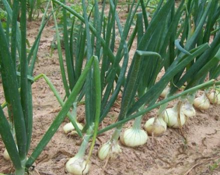 Descripción, cultivo, plantación y cuidado de las cebollas Stuttgarter Riesen