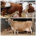 Causes de décharge chez une vache gestante, la norme et que faire lorsque du mucus apparaît