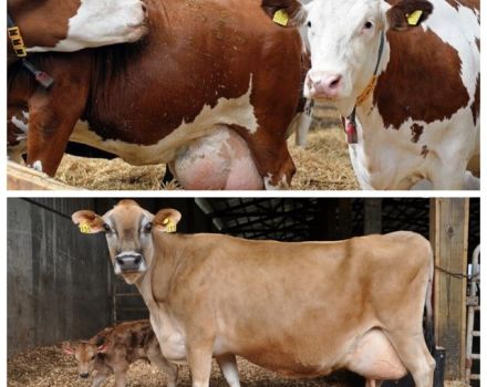 Causas de secreción en una vaca preñada, la norma y qué hacer cuando aparece moco.