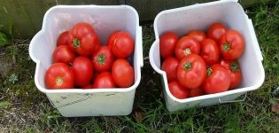 Beschreibung der Tomatensorte Malika, Merkmale des Anbaus und der Pflege