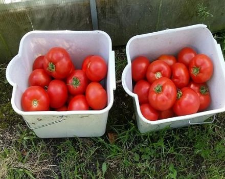 Popis odrůdy rajčat Malika, rysů pěstování a péče