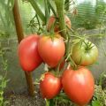 A bíboros paradicsomfajta jellemzése és leírása, termése és termesztése