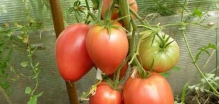 Charakteristiky a opis odrody kardinálnych paradajok, jej výnos a pestovanie