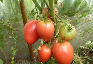 Characteristics and description of the Cardinal tomato variety, its yield and cultivation