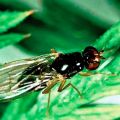Havuç sineğiyle savaşmak için etkili halk ilaçları