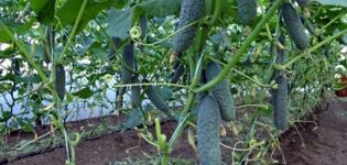 Varför är gurkor mjuka och taggiga i växthuset och i trädgården, vad man ska göra
