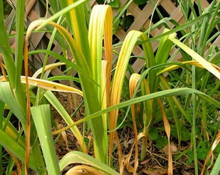 The reasons why garlic turns yellow in the garden and what to do?