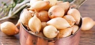 Popis odrůdy cibule Bamberger, její vlastnosti a pěstování