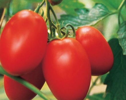 Opis i karakteristike hibridne sorte rajčice Yaki F1