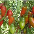 Các giống cà chua tốt nhất và năng suất nhất ở Siberia trong nhà kính