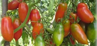 Najlepsze i najbardziej produktywne odmiany pomidorów na Syberię w szklarni