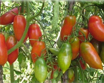Najbolje i najproduktivnije sorte rajčice za Sibir u stakleniku