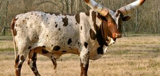 Beskrivelse af 3 racer af afrikanske køer, pleje og avl af kvæg