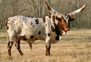 وصف 3 سلالات من الأبقار الأفريقية ورعاية وتربية الماشية