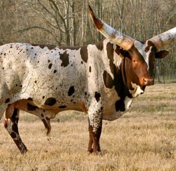 Description of 3 breeds of African cows, care and breeding of cattle