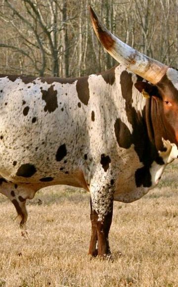 Описание на 3 породи африкански крави, грижи и отглеждане на говеда