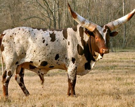 Descripción de 3 razas de vacas africanas, cuidado y cría de ganado.