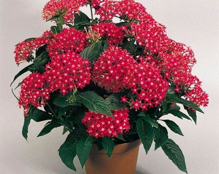 Descripción de las mejores variedades de flor de pentasa, que crecen a partir de semillas y reglas de cuidado.