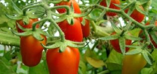 Description of the cherry tomato variety and its characteristics