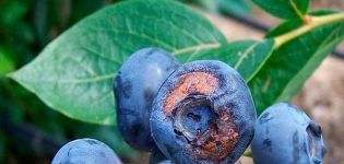 Zašto borovnice ne urode plodom i što učiniti, razloge i rješenja