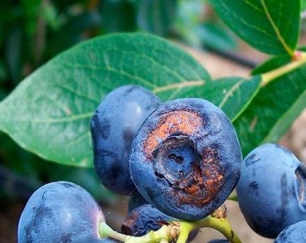 Kodėl mėlynės neduoda vaisių ir ką daryti, priežastys ir sprendimai