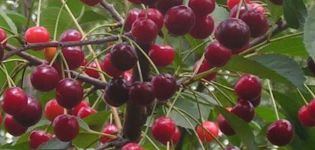 A Rovesnitsa cseresznyefajták leírása és jellemzői, a termesztés története és jellemzői