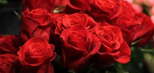 Opis i karakteristike sorte ruža Sloboda sadnje i njege