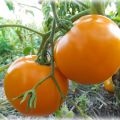 Monastyrskaya-tomaattilajikkeen ominaisuudet ja kuvaus, sen sato
