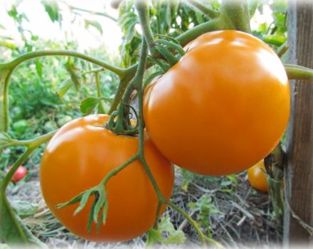Egenskaber og beskrivelse af tomatsorten Monastyrskaya måltid, dets udbytte