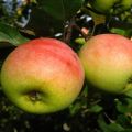 Opis odmiany jabłek Pobeda (Chernenko) i cechy plonowania