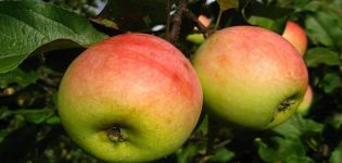 Opis sorte jabuka Pobeda (Chernenko) i karakteristike prinosa