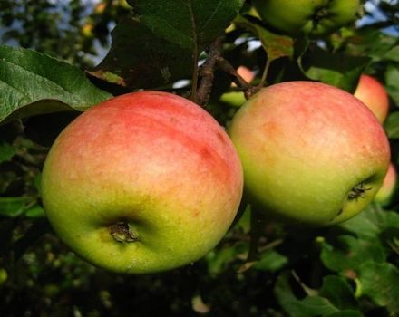 Opis odrody jabĺk Pobeda (Chernenko) a výnosových charakteristík