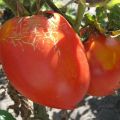 Trans-jauno tomātu šķirnes apraksts, tās īpašības un raža