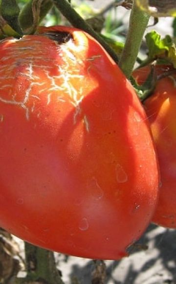 Beschrijving van het nieuwe tomatenras Trans, de kenmerken en opbrengst