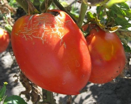 Beschrijving van het nieuwe tomatenras Trans, de kenmerken en opbrengst
