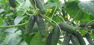 Descripció de la varietat de cogombre Kumanek f1, les seves característiques i rendiment